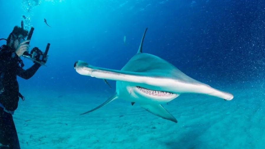 Close-up of a hammerhead shark swimming near a diver in the Hauraki Gulf, New Zealand.