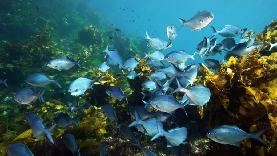 Diverse reef ecosystem teeming with marine life at Hen Island