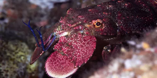 Slipper lobster among rocks during a New Zealand Diving charter at Hen and Chicken Islands.
