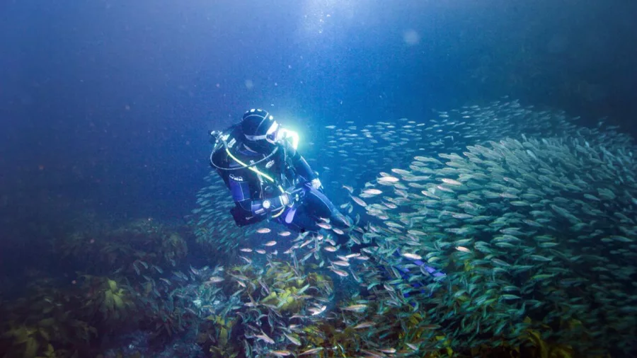 Scuba diver swimming among a large school of fish at Little Barrier Island during a New Zealand Diving charter tour near Auckland.
