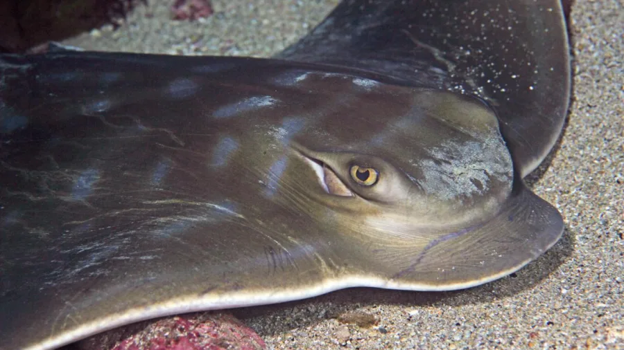 Bluntnose stingray resting on the seafloor at Little Barrier Island, New Zealand Diving charter site.