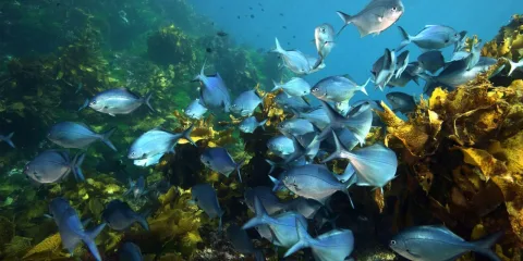 School of fish swimming among kelp on a rocky reef at the Poor Knights Islands during a New Zealand Diving charter tour.