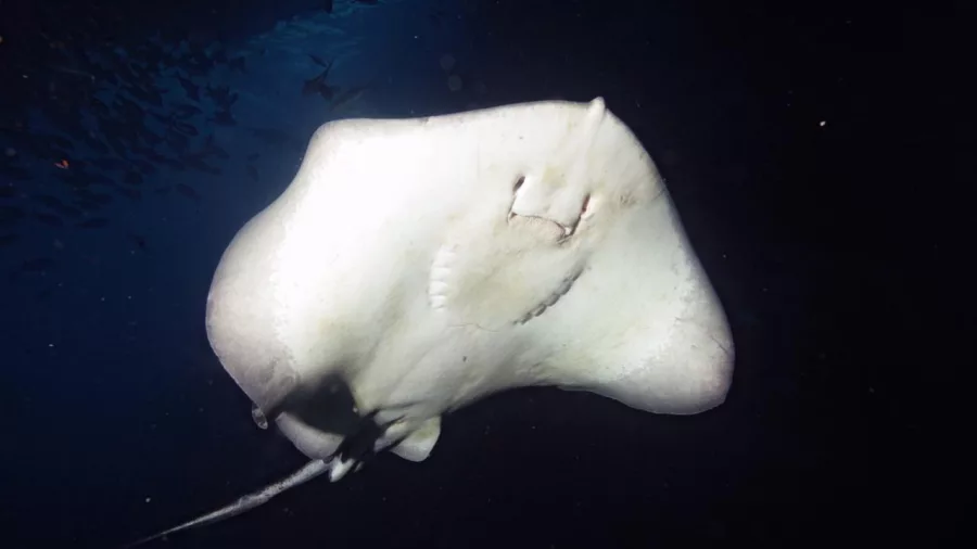 Bat ray swimming gracefully in deep water at the Poor Knights Islands during a New Zealand Diving charter tour.
