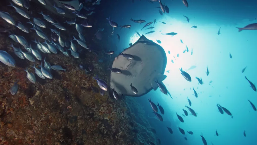 School of fish swimming over rocky reef at the Poor Knights Islands during a New Zealand Diving charter tour.