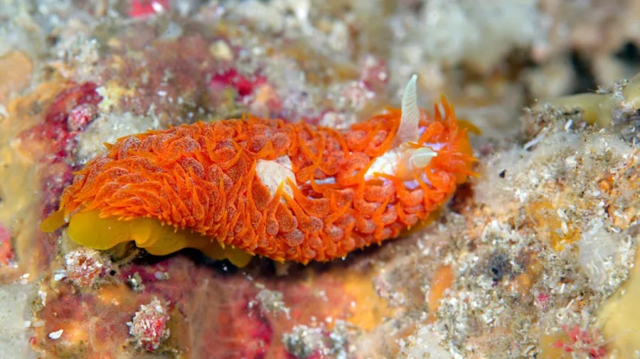 Colorful nudibranchs crawling on rocky reef at the Poor Knights Islands during a New Zealand Diving charter tour.
