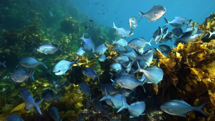 School of fish swimming among kelp on a rocky reef at the Poor Knights Islands during a New Zealand Diving charter tour.