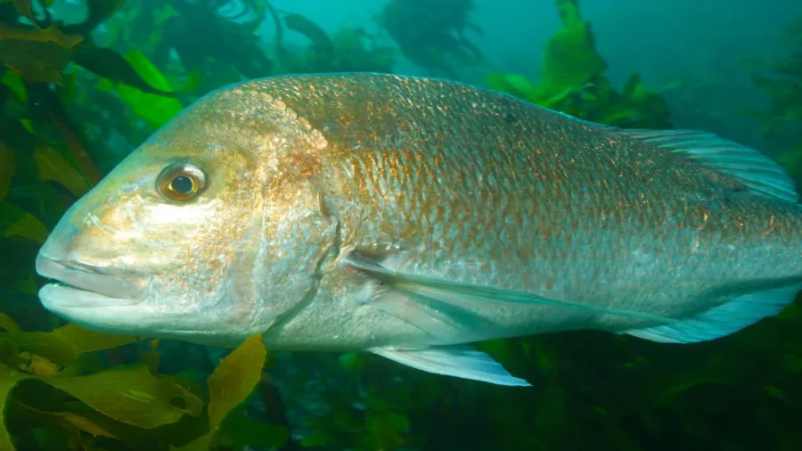 Australasian snapper swimming near the SS Wairarapa shipwreck at Great Barrier Island on a New Zealand Diving charter tour.