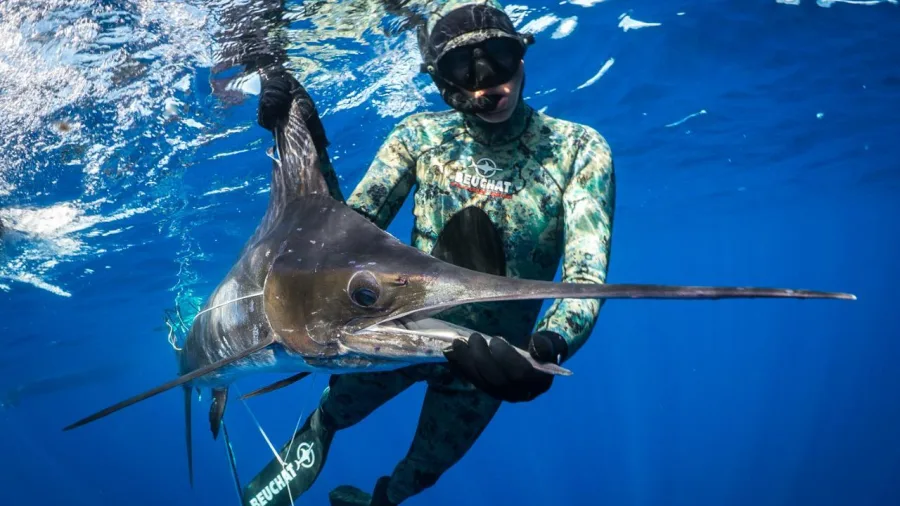 Freediver underwater holding a large marlin fish in the Hauraki Gulf during a New Zealand Diving spearfishing charter.