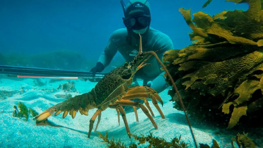 Freediver underwater encounters a large spiny lobster among kelp during a New Zealand Diving charter adventure.