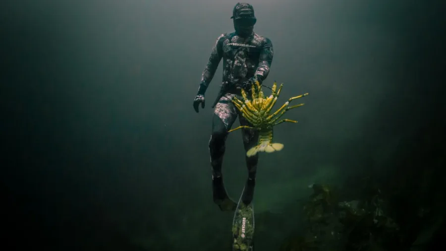 Freediver holding a large spiny lobster underwater on a New Zealand Diving spearfishing charter in the Hauraki Gulf.