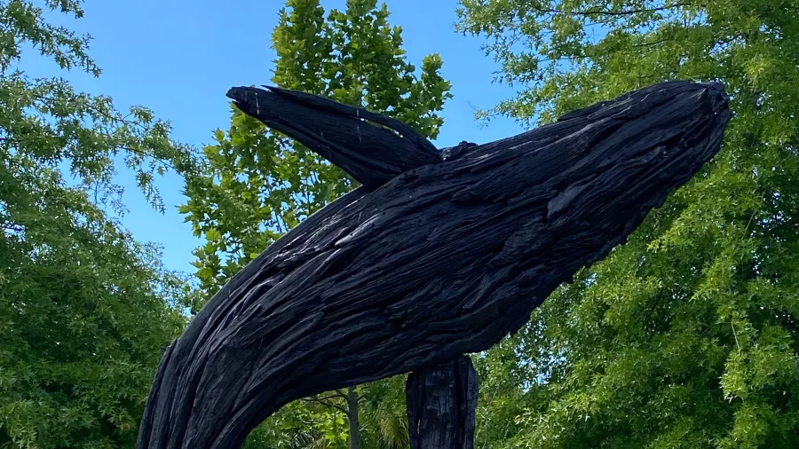Impressive outdoor whale sculpture made from driftwood in the gardens at Sculptureum, Matakana, New Zealand.