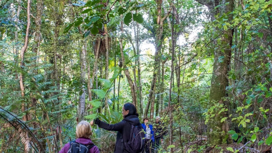Participant engaging in a private forest therapy walk through serene native bush