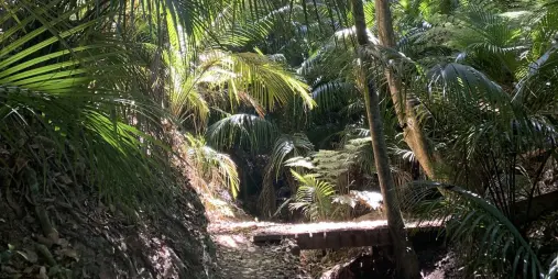 Tranquil scene during a private forest therapy session in New Zealand’s native bush