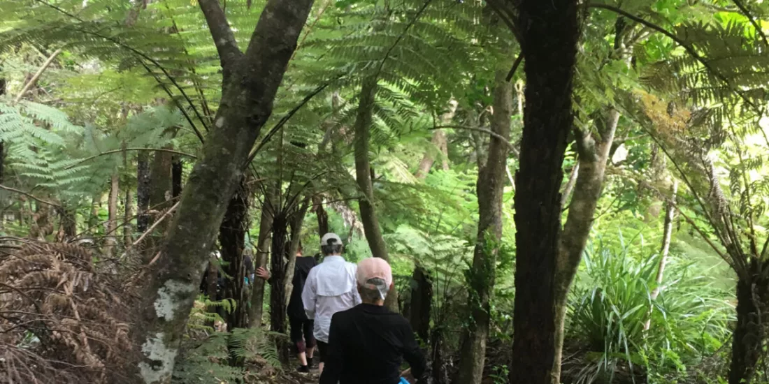 Aerial view of Te Ara Hura trail winding through native bush on Waiheke Island