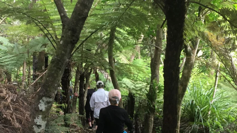 Aerial view of Te Ara Hura trail winding through native bush on Waiheke Island
