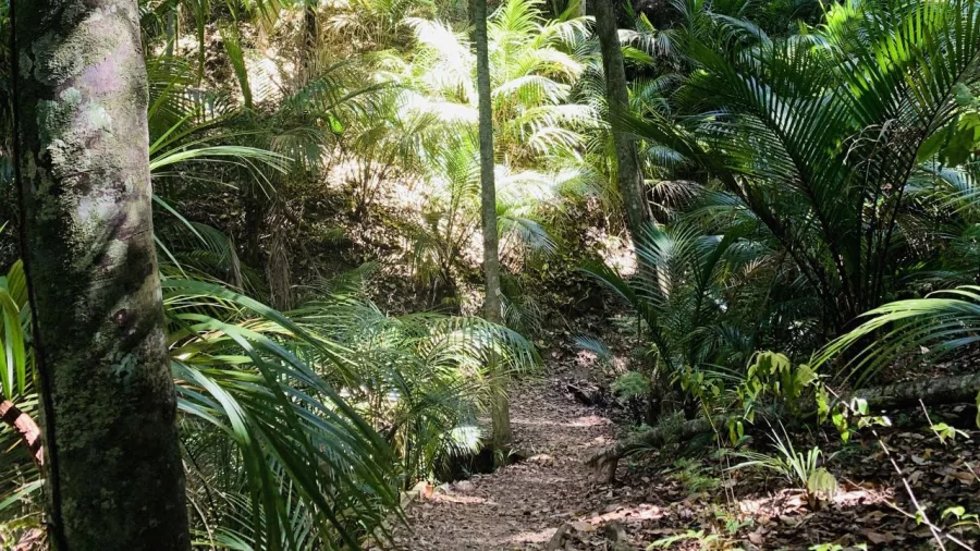 Scenic view along the Te Ara Hura trail during a private walk on Waiheke Island