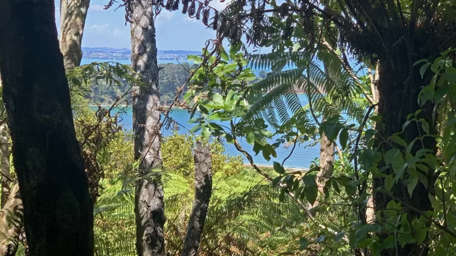 Guided private walk along the coastal section of Te Ara Hura trail on Waiheke Island