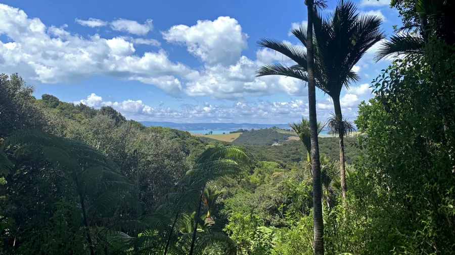 Scenic moment on a private Te Ara Hura hike through native bush on Waiheke Island