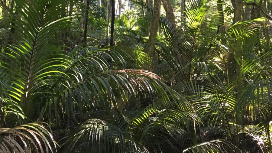 Native bush meeting vineyard rows on Waiheke Island under open skies