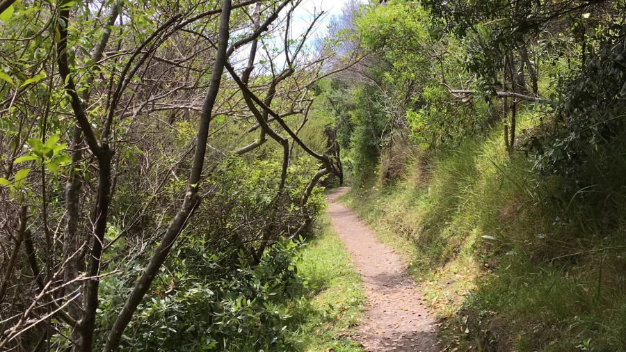 Native bird reserve on Waiheke Island surrounded by bush and vineyard landscapes