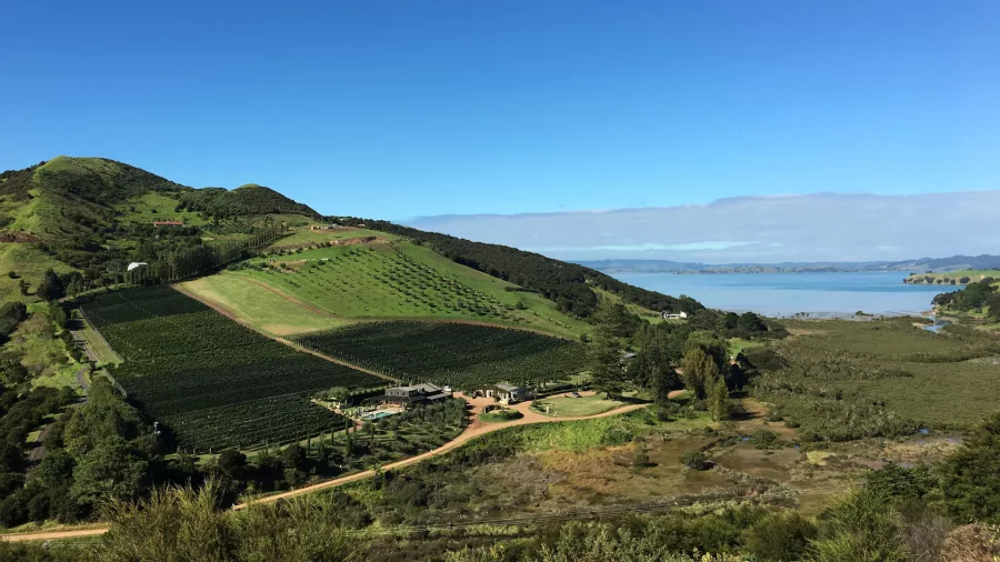 Scenic vineyard on Waiheke Island surrounded by native bush and gentle hills