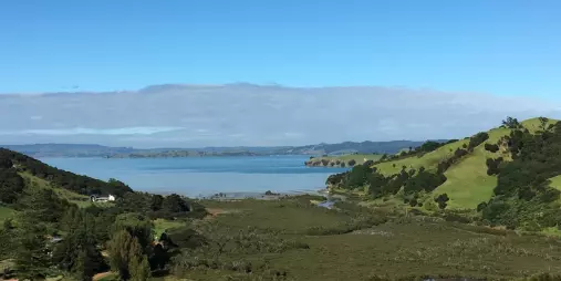 Waiheke Island vineyard bordered by native bush under a clear sky