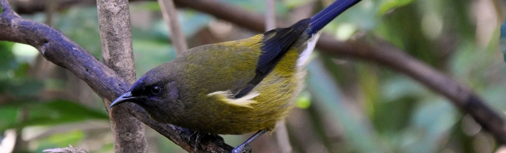 New Zealand bellbird perched on branch at Tiritiri Matangi Island