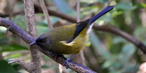 New Zealand bellbird perched on branch at Tiritiri Matangi Island
