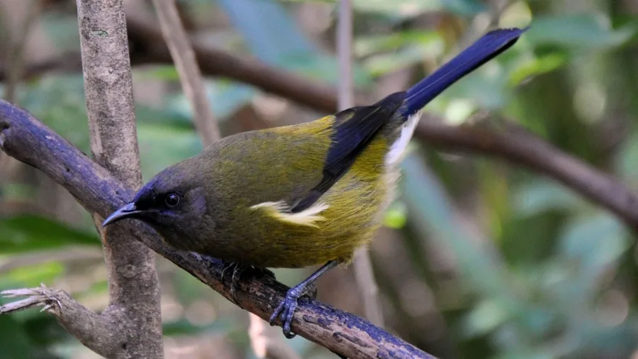 New Zealand bellbird perched on branch at Tiritiri Matangi Island