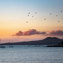 Birds flying over yachts in Hauraki Gulf at sunset with Rangitoto Island in background