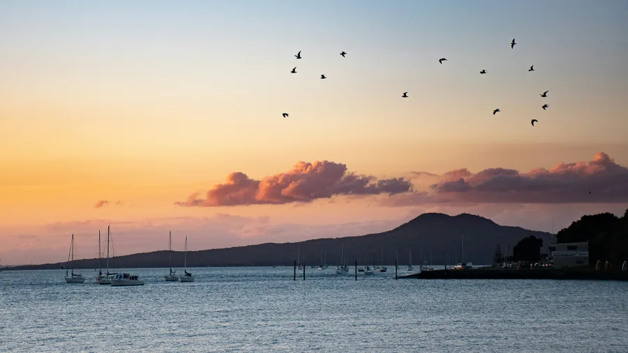 Birds flying over yachts in Hauraki Gulf at sunset with Rangitoto Island in background
