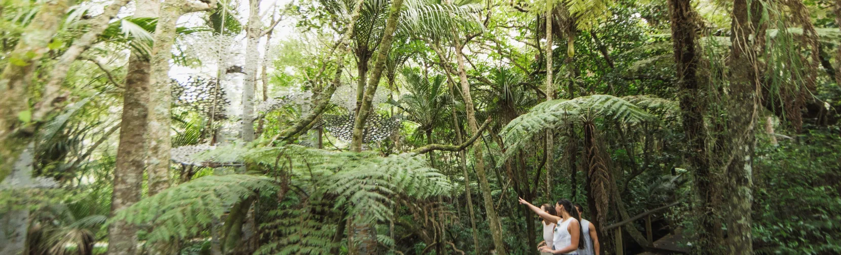 Couple walking through Auckland native bush