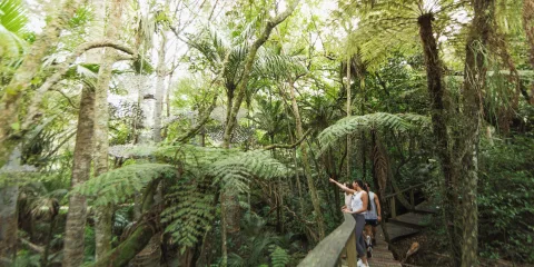 Couple walking through Auckland native bush