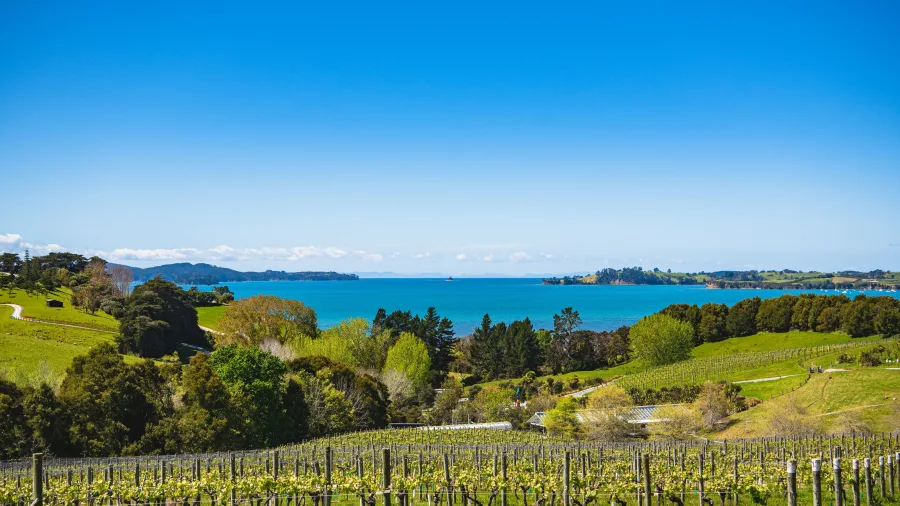 Scenic view over vineyard towards the sea at Brick Bay Vineyard, Auckland