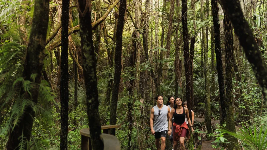 People hiking through native New Zealand bush