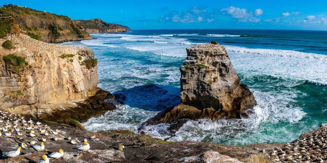 Coastal view of Muriwai Gannet Colony on Auckland’s west coast
