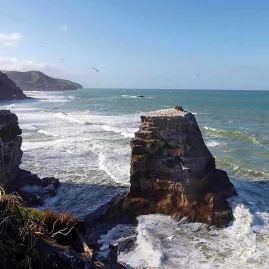 Dramatic cliffs and sea stacks at Muriwai Beach on Auckland’s west coast