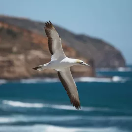 Gannet flying over Muriwai