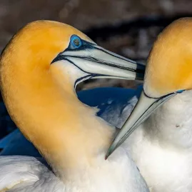 Pair of Australasian gannets performing courtship at Muriwai
