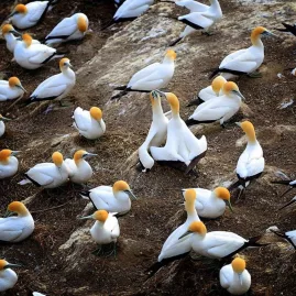Close-up of Australasian gannets nesting at Muriwai Gannet Colony