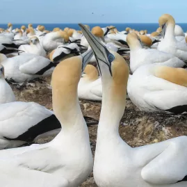 Gannets perched on cliffs and gliding over the ocean at Muriwai Beach, New Zealand