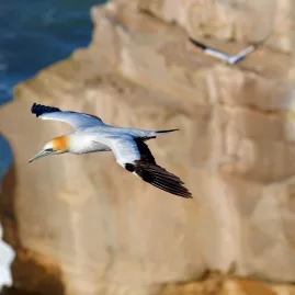 Australasian gannet in flight above cliffs at Muriwai, Auckland