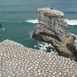 Nesting gannets on cliff ledges at Muriwai gannet colony, Auckland