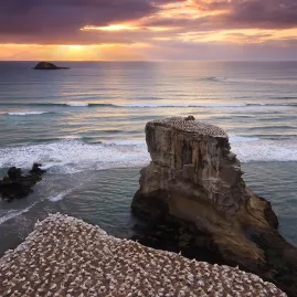 Gannet colony on coastal cliffs at Muriwai Beach during sunset near Auckland, New Zealand.