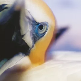 Close-up of an Australasian gannet with striking blue eyes at Muriwai Beach, New Zealand.