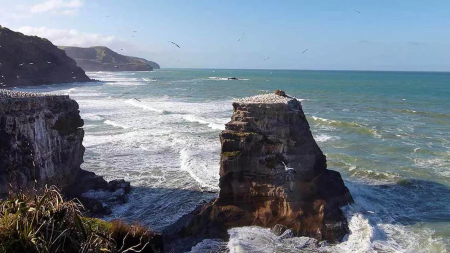 Dramatic cliffs and sea stacks at Muriwai Beach on Auckland’s west coast