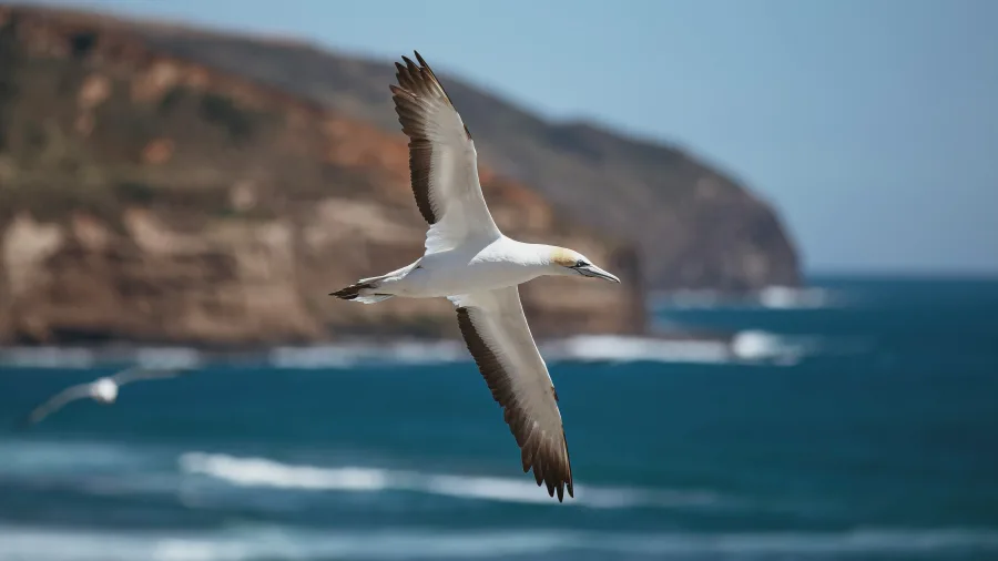 Gannet flying over Muriwai