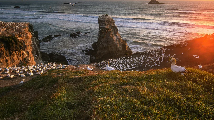 Muriwai gannet colony at sunset