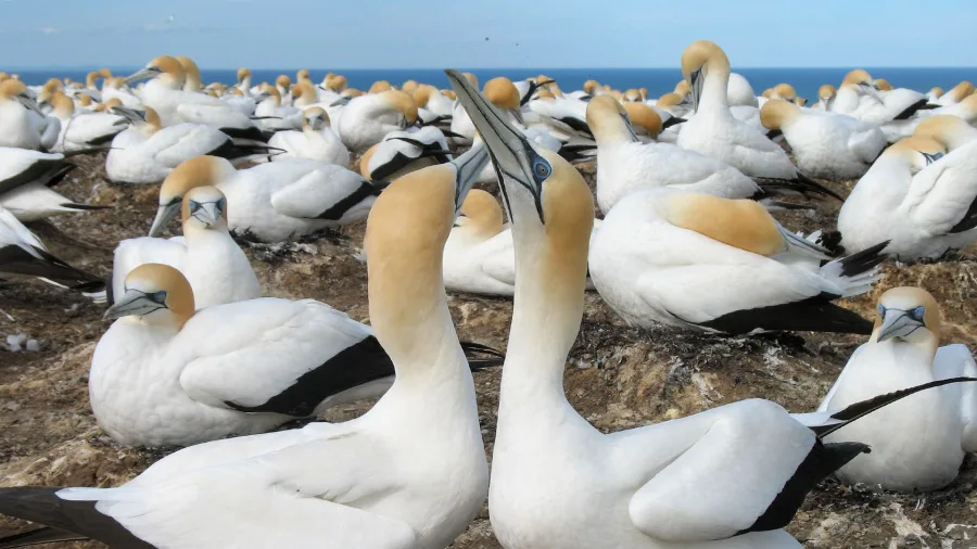 Gannets perched on cliffs and gliding over the ocean at Muriwai Beach, New Zealand