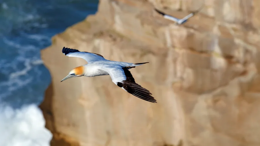 Australasian gannet in flight above cliffs at Muriwai, Auckland